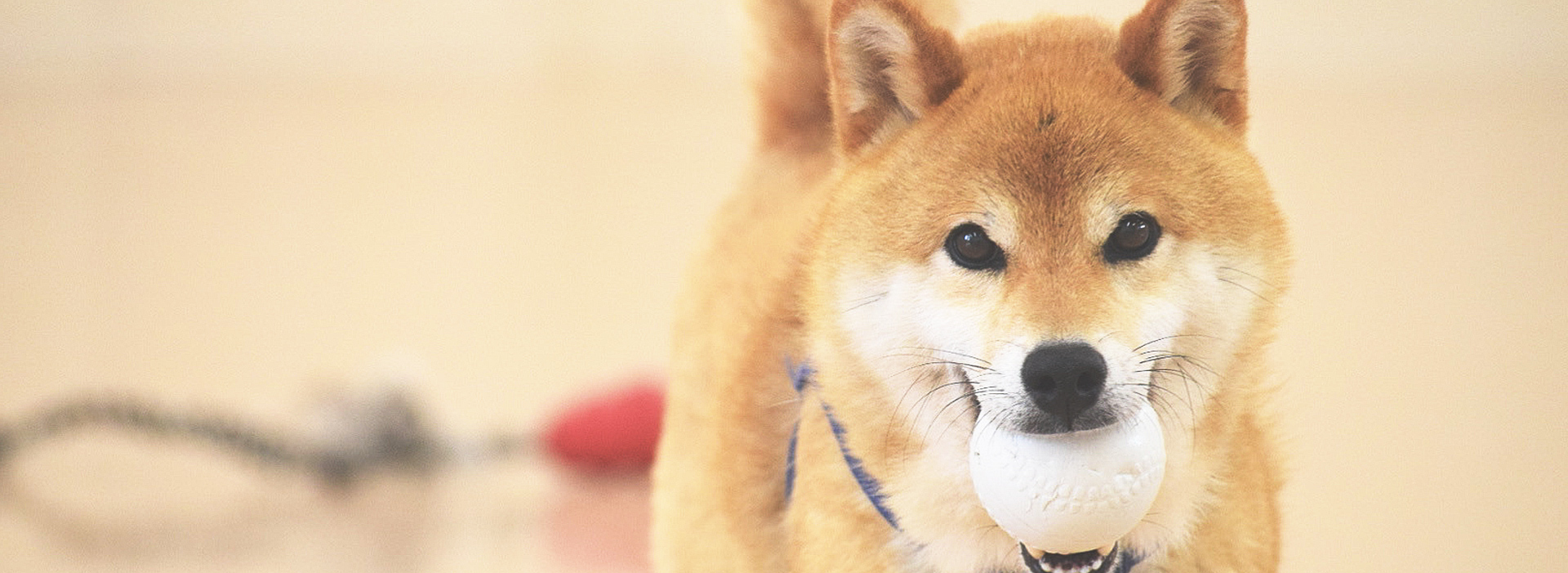 はぐみの杜 大山動物病院