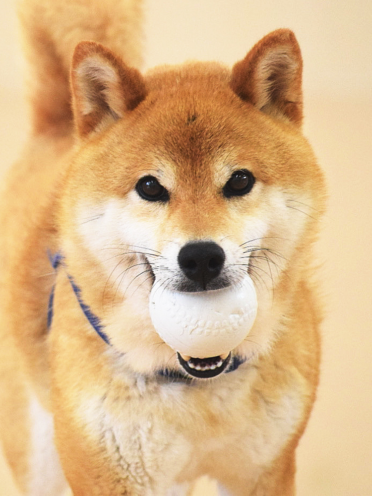 はぐみの杜 大山動物病院